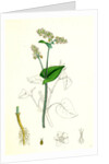 Polygonum Fagopyrum Common Buckwheat by Anonymous