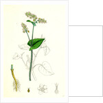 Polygonum Fagopyrum Common Buckwheat by Anonymous