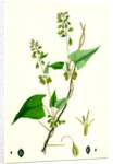Polygonum Dumetorum Copse Buckwheat by Anonymous