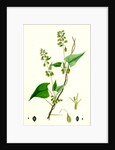 Polygonum Dumetorum Copse Buckwheat by Anonymous