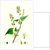 Polygonum Dumetorum Copse Buckwheat by Anonymous