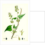 Polygonum Dumetorum Copse Buckwheat by Anonymous