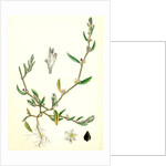 Polygonum Raii Ray's Knot-Grass by Anonymous