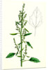 Chenopodium Album Var. Paganum Green Goosefoot Var. B. by Anonymous