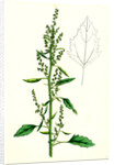 Chenopodium Album Var. Paganum Green Goosefoot Var. B. by Anonymous