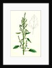 Chenopodium Album Var. Paganum Green Goosefoot Var. B. by Anonymous