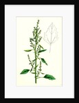 Chenopodium Album Var. Paganum Green Goosefoot Var. B. by Anonymous