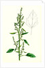 Chenopodium Album Var. Paganum Green Goosefoot Var. B. by Anonymous