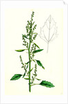 Chenopodium Album Var. Paganum Green Goosefoot Var. B. by Anonymous
