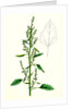 Chenopodium Album Var. Paganum Green Goosefoot Var. B. by Anonymous