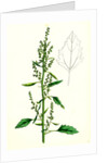 Chenopodium Album Var. Paganum Green Goosefoot Var. B. by Anonymous