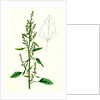 Chenopodium Album Var. Paganum Green Goosefoot Var. B. by Anonymous
