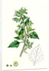 Chenopodium Murale Nettle-Leaved Goosefoot by Anonymous