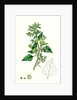 Chenopodium Murale Nettle-Leaved Goosefoot by Anonymous