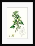 Chenopodium Murale Nettle-Leaved Goosefoot by Anonymous