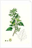 Chenopodium Murale Nettle-Leaved Goosefoot by Anonymous