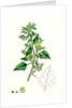 Chenopodium Murale Nettle-Leaved Goosefoot by Anonymous