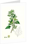 Chenopodium Murale Nettle-Leaved Goosefoot by Anonymous