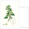 Chenopodium Murale Nettle-Leaved Goosefoot by Anonymous