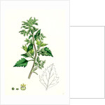 Chenopodium Murale Nettle-Leaved Goosefoot by Anonymous