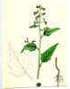 Chenopodium Hybridum Maple-Leaved Goosefoot by Anonymous