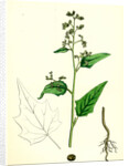 Chenopodium Hybridum Maple-Leaved Goosefoot by Anonymous