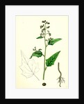 Chenopodium Hybridum Maple-Leaved Goosefoot by Anonymous