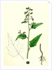 Chenopodium Hybridum Maple-Leaved Goosefoot by Anonymous