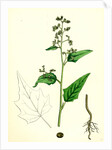 Chenopodium Hybridum Maple-Leaved Goosefoot by Anonymous