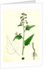 Chenopodium Hybridum Maple-Leaved Goosefoot by Anonymous