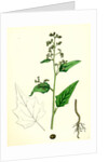Chenopodium Hybridum Maple-Leaved Goosefoot by Anonymous
