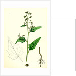 Chenopodium Hybridum Maple-Leaved Goosefoot by Anonymous