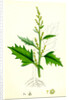 Chenopodium Urbicum Upright Goosefoot by Anonymous