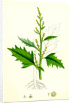 Chenopodium Urbicum Upright Goosefoot by Anonymous