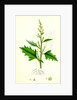 Chenopodium Urbicum Upright Goosefoot by Anonymous