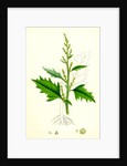 Chenopodium Urbicum Upright Goosefoot by Anonymous