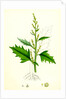 Chenopodium Urbicum Upright Goosefoot by Anonymous