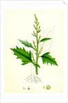 Chenopodium Urbicum Upright Goosefoot by Anonymous