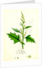 Chenopodium Urbicum Upright Goosefoot by Anonymous