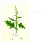 Chenopodium Urbicum Upright Goosefoot by Anonymous