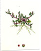 Chenopodium Eu-Rubrum Var. Pseudo-Botryoides Red Goosefoot Var. B. by Anonymous