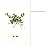 Chenopodium Eu-Rubrum Var. Pseudo-Botryoides Red Goosefoot Var. B. by Anonymous