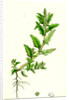 Chenopodium Glaucum Oak-Leaved Goosefoot by Anonymous