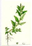 Chenopodium Glaucum Oak-Leaved Goosefoot by Anonymous