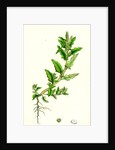 Chenopodium Glaucum Oak-Leaved Goosefoot by Anonymous