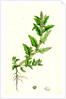 Chenopodium Glaucum Oak-Leaved Goosefoot by Anonymous