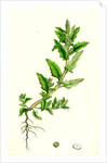 Chenopodium Glaucum Oak-Leaved Goosefoot by Anonymous