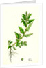Chenopodium Glaucum Oak-Leaved Goosefoot by Anonymous