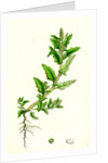 Chenopodium Glaucum Oak-Leaved Goosefoot by Anonymous