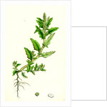 Chenopodium Glaucum Oak-Leaved Goosefoot by Anonymous